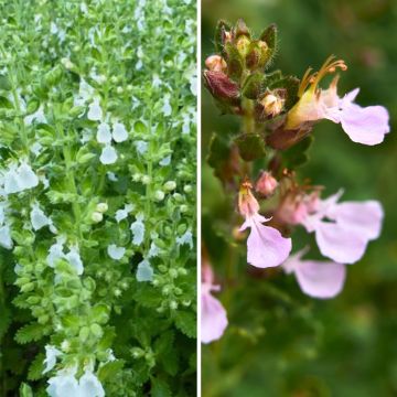 Duo Teucrium - Germandrée piccolo Querce