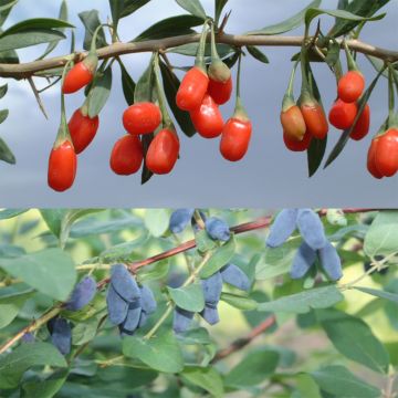 Duo vitaminé: Goji + Bacche di Maggio