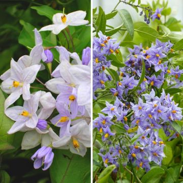 Duo Solanum jasminoides - falso gelsomino