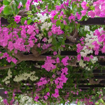 Bougainvillea Duo