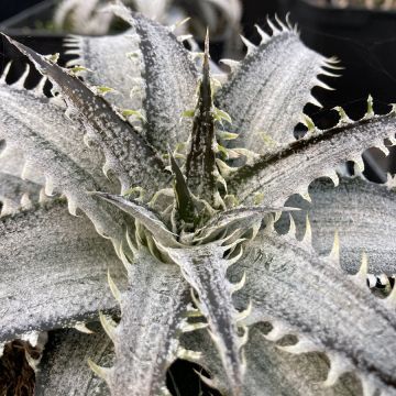 Dyckia Grand Marnier