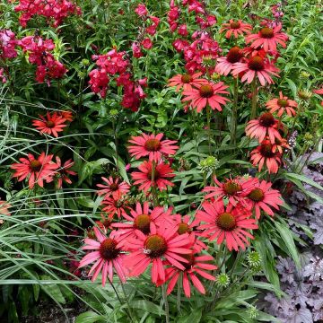 Echinacea purpurea Prima Ruby