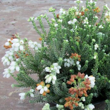 Erica tetralix Alba