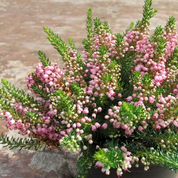 Erica vagans Pyrenees Pink