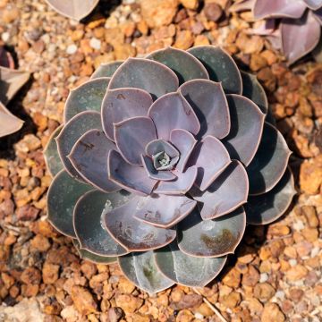 Echeveria Perle Von Nürnberg