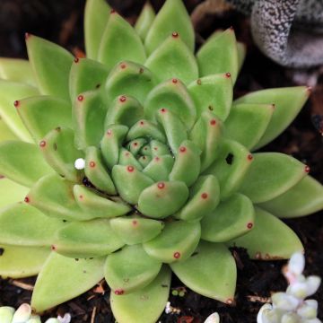 Echeveria agavoides