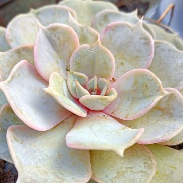 Echeveria lilacina - Echeveria fantasma