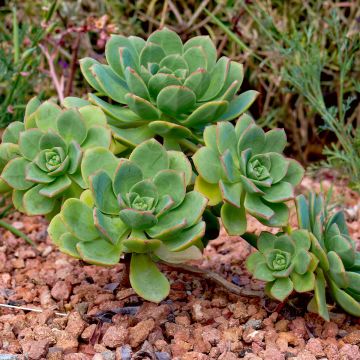 Aeonium haworthii