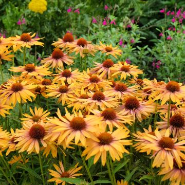 Echinacea Big Kahuna