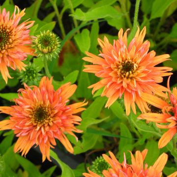 Echinacea purpurea Colourburst Orange