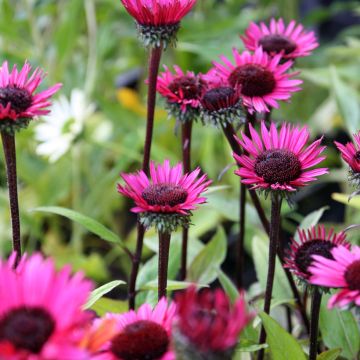 Echinacea purpurea Fatal Attraction