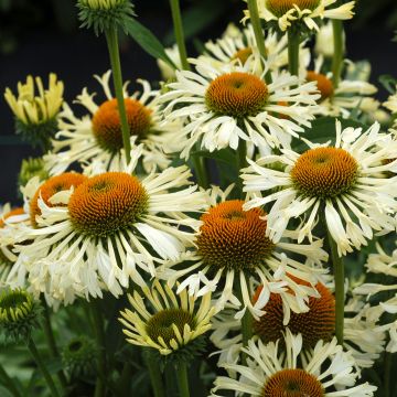 Echinacea purpurea Ferris Wheels