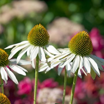 Echinacea purpurea Fragrant Angel