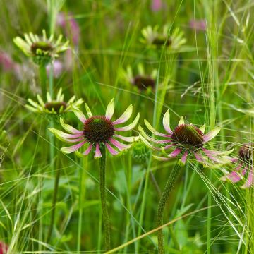 Echinacea purpurea Green Envy