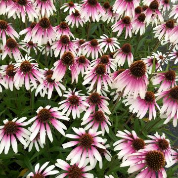 Echinacea JS Engeltje Pretty Parasols