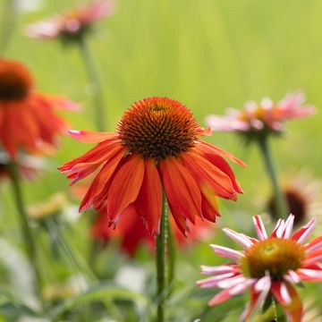 Echinacea purpurea Lakota Orange