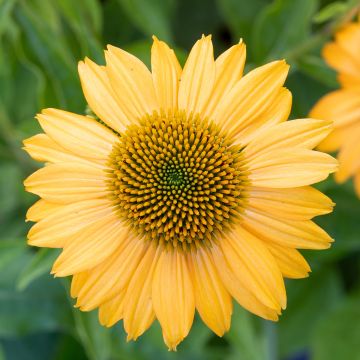 Echinacea purpurea Lakota Yellow