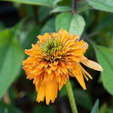 Echinacea purpurea Marmalade