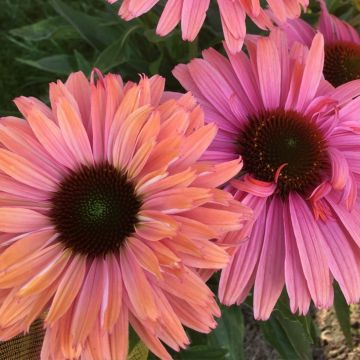 Echinacea purpurea SunSeekers Rainbow