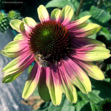 Echinacea Sweet Sandia