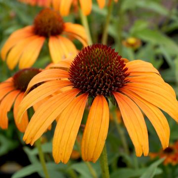 Echinacea purpurea Tangerine Dream