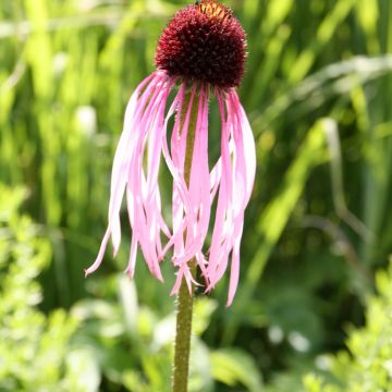 Echinacea pallida