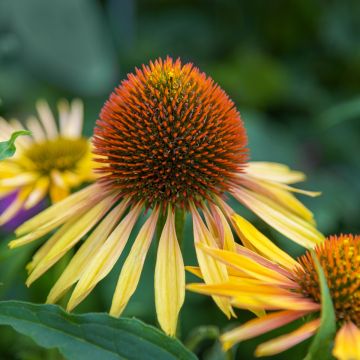 Echinacea paradoxa