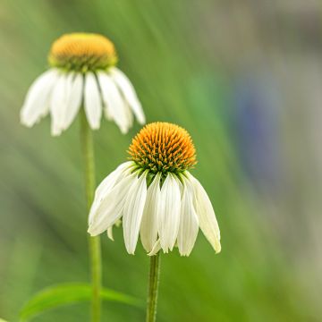 Echinacea purpurea Alba