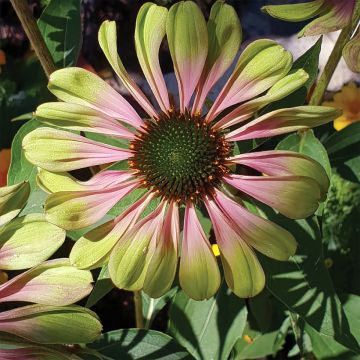 Echinacea purpurea Espinoso Green