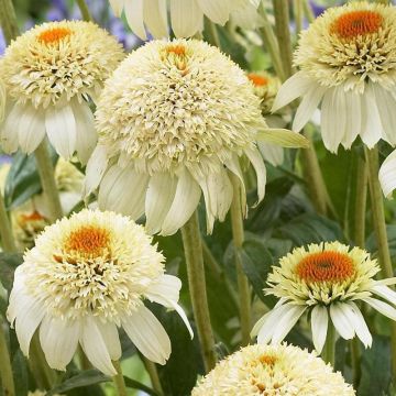 Echinacea purpurea Milkshake