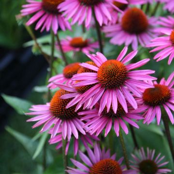 Echinacea purpurea Pica Bella