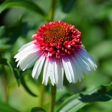 Echinacea purpurea Strawberries and Cream