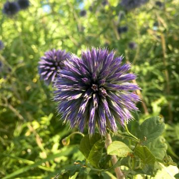 Echinops bannaticus Blue Glow - Cardo pallottola