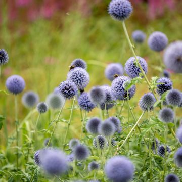 Echinops bannaticus Taplow Blue - Cardo pallottola