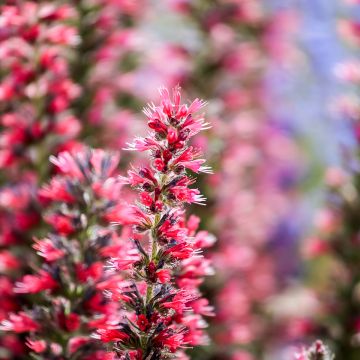 Echium amoneum Red Fathers - Viperina