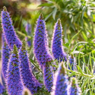 Echium candicans - Viperina candeggiante