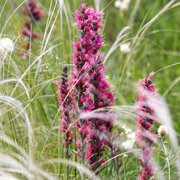 Echium russicum - Viperina