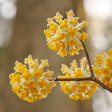 Edgeworthia chrysantha - Bastone di san Giuseppe