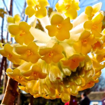 Edgeworthia chrysantha Nanjing Gold - Bastone di san Giuseppe