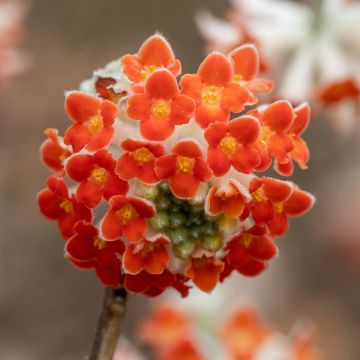 Edgeworthia chrysantha Red Dragon 'Akebono' - Bastone di san Giuseppe