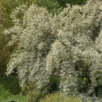 Elaeagnus commutata Zempin - Eleagno