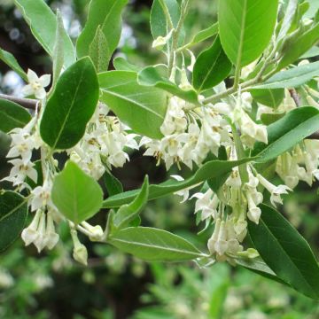 Elaeagnus umbellata - Eleagno ombrelliforme