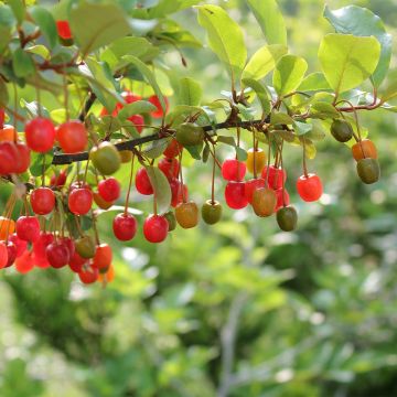 Elaeagnus umbellata Pointilla Amoroso - Eleagno ombrelliforme