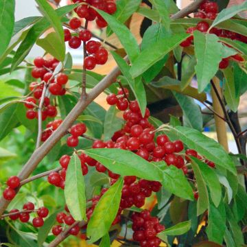 Elaeagnus umbellata Pointilla Sweet'N'Sour' - Eleagno ombrelliforme