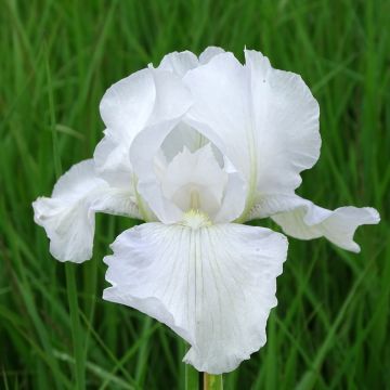 Iris germanica Immortality - Giaggiolo paonazzo