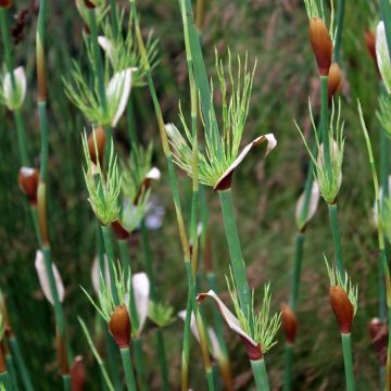 Elegia capensis - Restio