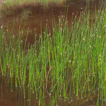 Eleocharis palustris - Giunchina comune