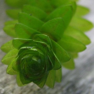 Elodea canadensis - Peste d'acqua comune