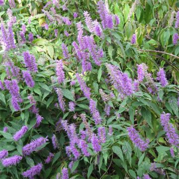 Elsholtzia stauntonii - Menta arbustiva