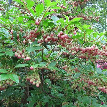 Enkianthus campanulatus Red Bells